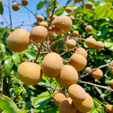 Nhan Florida - thung 10 lbs