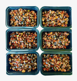 Oc dua muoi set - hop 1 lbs