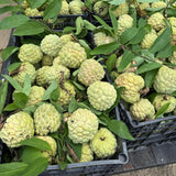 Mang cau na dai 10 lbs