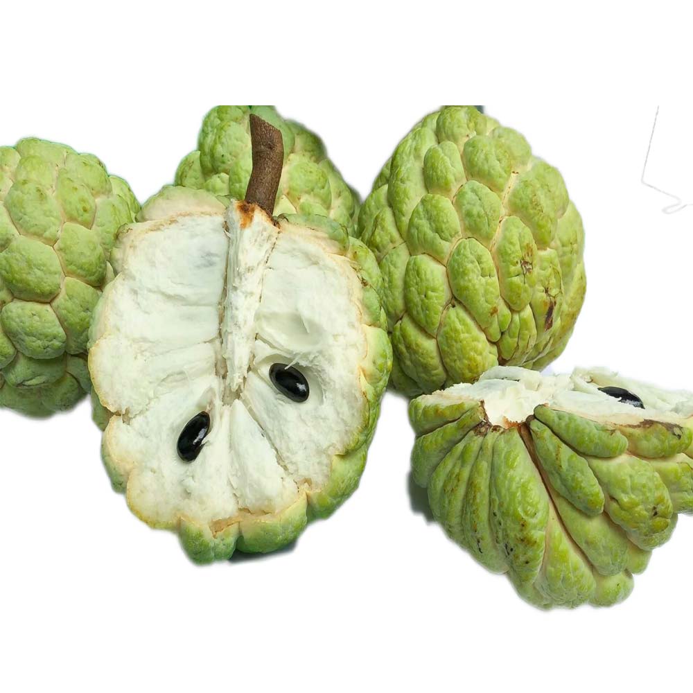 Mang cau na dai 10 lbs