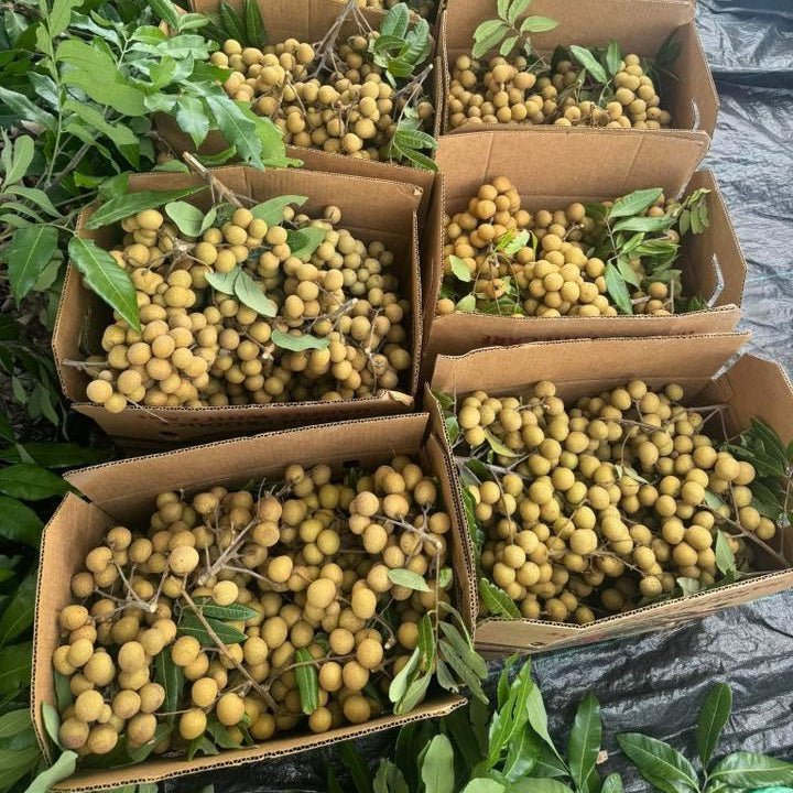 Nhan Florida - thung 10 lbs